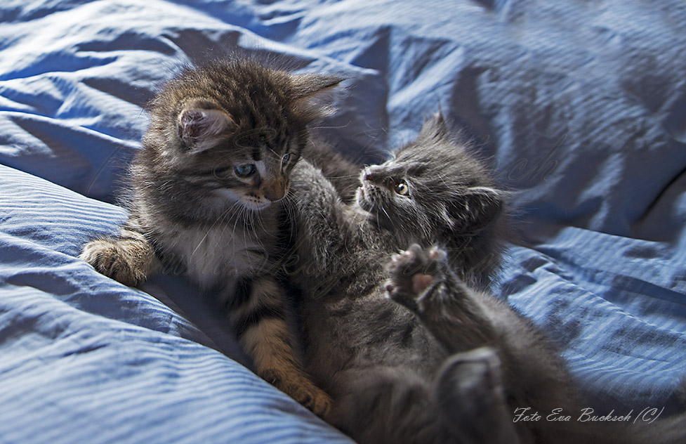 Huldrelandets Glorfindel - foto av Eva Bucksch